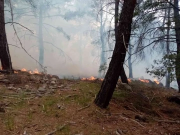 İzmir’de iki ilçede orman yangını
