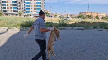 İzmir’de zehirlenen kedi ve köpekler telef oldu
