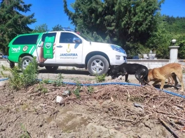 Jandarma ekipleri selde zarar gören sokak köpeklerini yalnız bırakmadı
