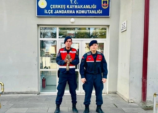 Jandarma ekipleri yaralı olarak buldukları şahine nefes oldu
