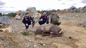 Jandarma ekiplerince bulunan yaralı geyik tedavi edildi
