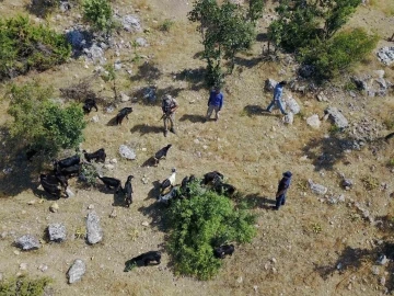 Jandarma kaybolan sürüyü dron ile buldu
