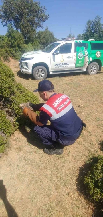 Jandarmanın bulduğu yaralı baykuş tedavi altına alındı
