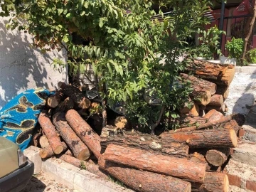 Jandarmanın dikkati ormandan kaçak kesilen 3 ton tomruğu ortaya çıkardı
