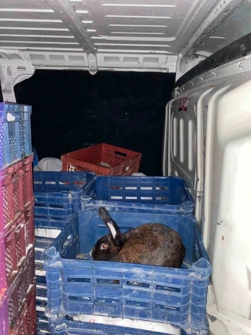 Jandarmanın durdurduğu araçta nakil belgesiz taşınan tavşan çıktı
