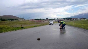 Jandarmanın kaplumbağa duyarlılığı
