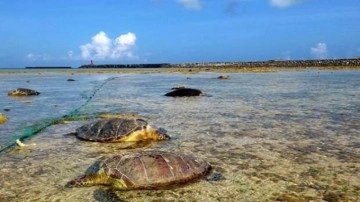 Japonya&rsquo;da 30'dan fazla kaplumbağa boğazından bıçaklandı