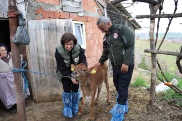 Jersey ırkında suni tohumlama meyvelerini vermeye başladı
