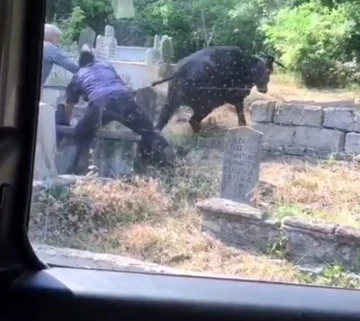 Kaçan kurbanlık ineği kuyruğundan tutarak durdurmaya çalıştılar
