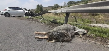 Kaçan kurbanlık trafik kazasına neden oldu: 1’ i ağır 5 yaralı
