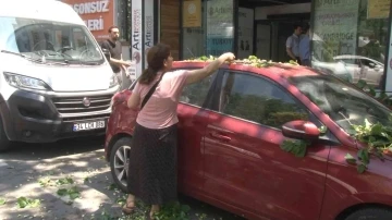 Kadıköy’de ilginç anlar: Otomobilin üzerine devrilen ağaçtan dut topladılar
