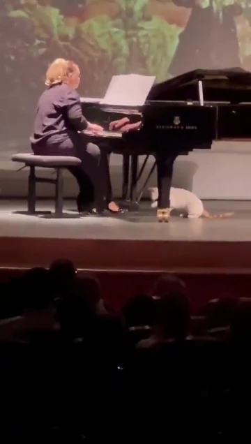 Kadıköy’de Süreyya Operasında kedi de sahneye çıktı, piyanistle oynadı
