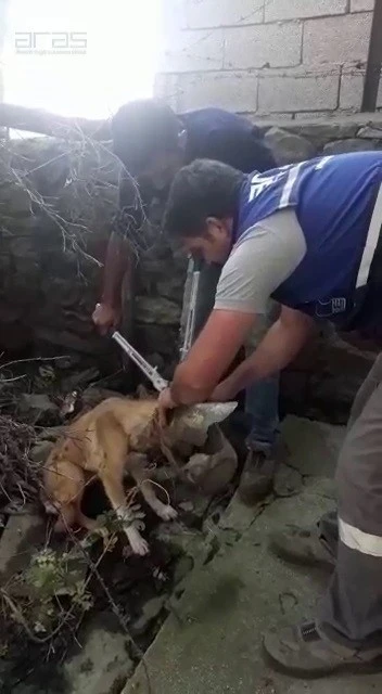 Kafası şişeye sıkışan köpeği Aras Elektrik ekipleri kurtardı

