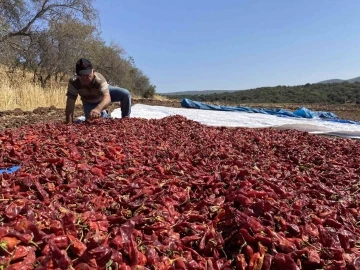 Kahramanmaraş’ın tescilli ürünü ‘Maraş biberi’ hasadı başladı
