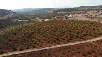 Kahramanmaraş’ta baklavalık fıstık hasadı
