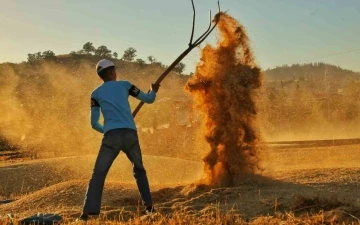 Kahramanmaraş’ta buğday hasadı hem geleneksel hem de teknolojik yöntemlerle başladı
