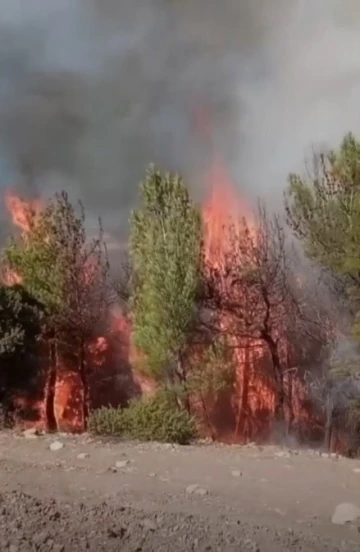 Kahramanmaraş’ta ikinci orman yangını
