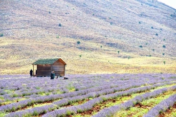 Kahramanmaraş’ta lavantalar görsel şölen sunuyor
