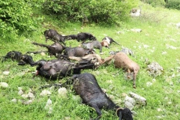 Kahramanmaraş'ta üzerlerine yıldırım düşen 13 keçi öldü