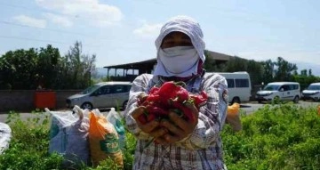 Kahramanmaraş’ta dağıtılan biberde hasat başladı