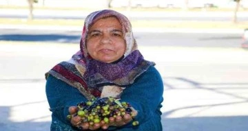 Kahramanmaraş’ta zeytinin yağa dönüşüm yolculuğu başladı