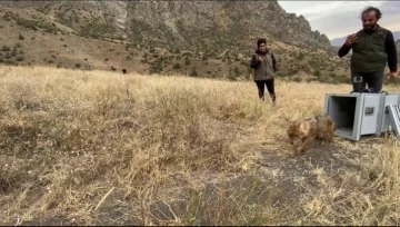 Kalçası kırılan çakal tedavi edilerek doğaya bırakıldı
