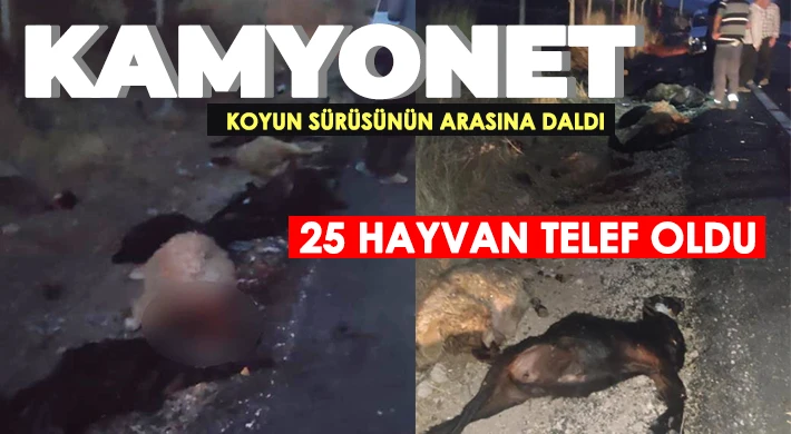 Kamyonet koyun sürüsünün arasına daldı, 25 hayvan telef oldu