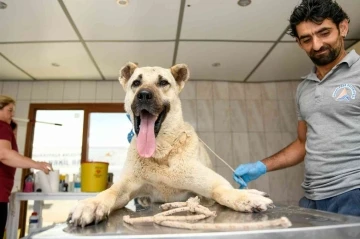 Kamyonetin arkasında sürüklenen köpek tedavi altına alındı
