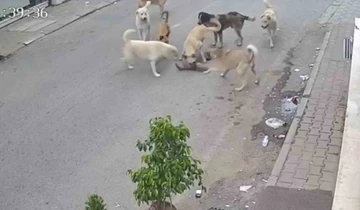 Kan donduran görüntü: 8 köpeğin kediyi telef ettiği anlar kamerada
