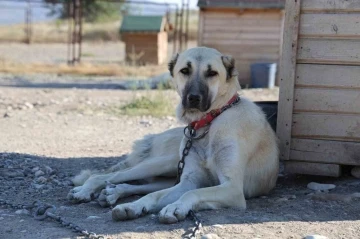 Kangalların yavrularını yemesinin sırrı açığa çıktı
