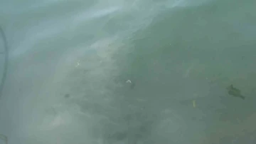 Kanlıca Sahilinde suyun rengi değişti: ’Kanalizasyon borusu patladı’ iddiası
