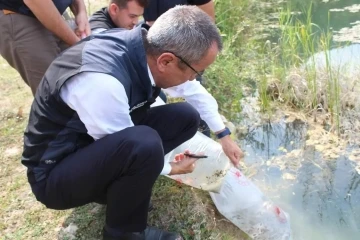 Karabük’te göl ve göletlere 30 bin yavru sazan balığı bırakıldı
