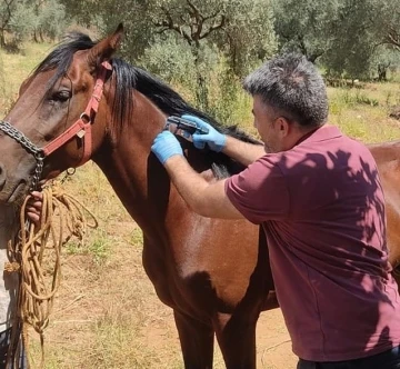 Karacasu’da rahvan atları kimliklendirildi

