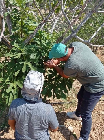 Karacasu’da ’teke böceği’ alarmı sürüyor
