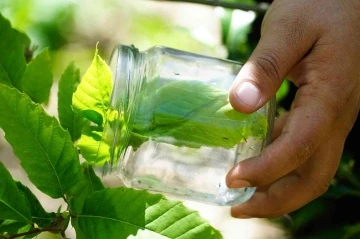 Karadeniz’de kestanede verimini düşüren gal arılarına karşı biyolojik mücadele başlatıldı
