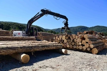 Karadeniz’in en büyük orman deposu Sinop’ta
