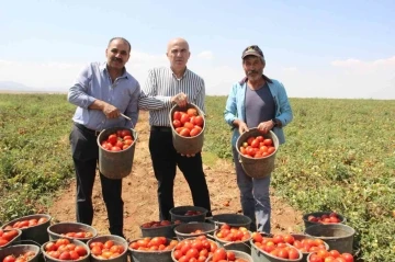 Karaman’da salçalık domates ve biber hasadı başladı
