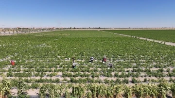 Karatay’da ata tohumu ürünleri hasadı başladı
