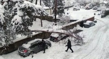 Karın ağırlığına dayanamayan ağaç, otomobilin üstüne devrildi
