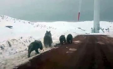 Karla kaplı tepede ayı ailesi görüntülendi
