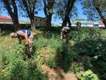 Kars 4 bin 214 kenevir ele geçirildi
