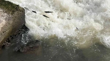 Kars’ta balıkların ’ölüm göçü’ sürüyor
