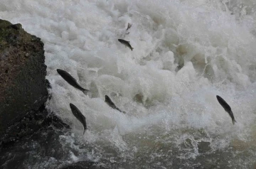 Kars’ta balıkların &quot;ölüm&quot; göçü başladı
