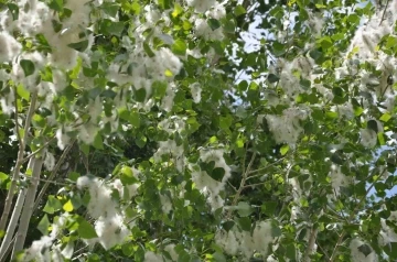 Kars’ta polenli ağaçlar vatandaşları bıktırdı
