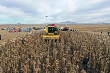 Kars’ta yağlık ayçiçeği hasadı başladı
