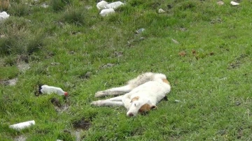 Kars’ta yaralı köpek ölüme terk edildi
