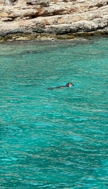 Kaş'ta Akdeniz fokları görüntülendi