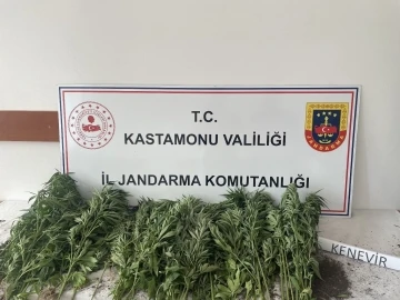 Kastamonu’da 132 kök kenevir ele geçirildi: 1 gözaltı
