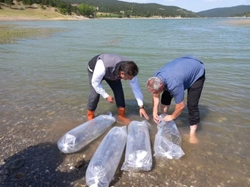 Kastamonu’da göletlere 158 bin sazan balığı bırakıldı
