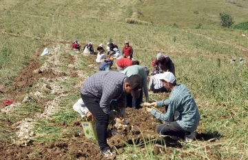 Kastamonu’da kene vakalarında hasat artışı
